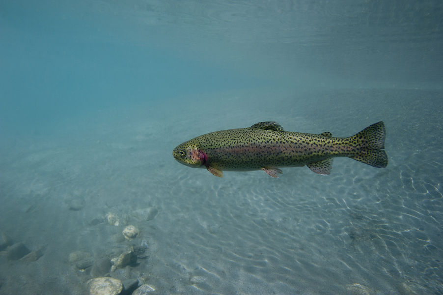 La joie de nager avec des truites au Lac Bleu : une expérience unique