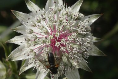 Réserve Naturelle  de Sixt-Passy