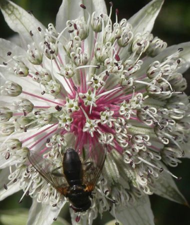 Réserve Naturelle  de Sixt-Passy