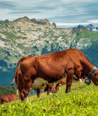 Les Randonnées dans le Haut-Giffre