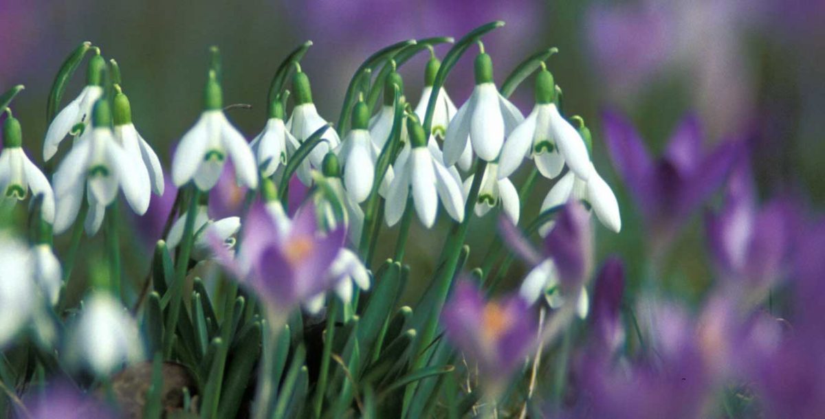 La nature éclatante du Haut-Giffre au printemps : une promenade florale !
