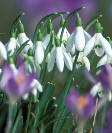 La nature éclatante du Haut-Giffre au printemps : une promenade florale !