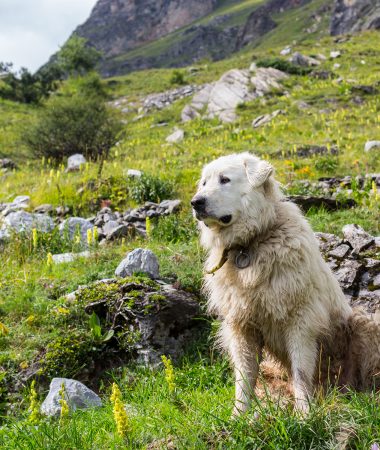 Le chien de troupeaux, un chien pas comme les autres