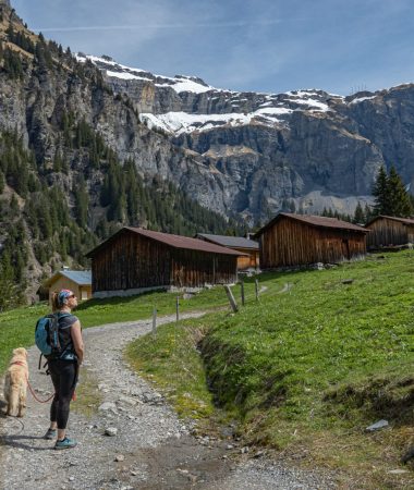Randonner en été avec mon chien