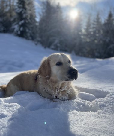 Randonnée en hiver avec mon chien – Haut-Giffre Tourisme