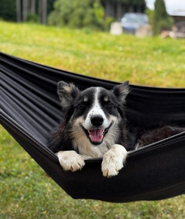 Les hébergements dogfriendly