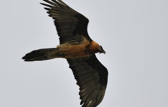 Rencontre sur les sentiers du Clos de Sales