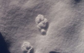 Balade raquettes accompagnée « Panorama et traces d’animaux »