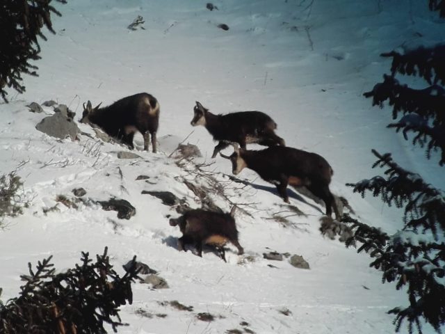 Journée raquettes avec fondue Suisse