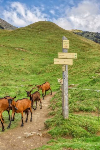 Chèvres en alpage