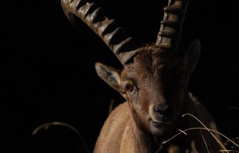 Rencontre au refuge, avec un animateur de la réserve naturelle