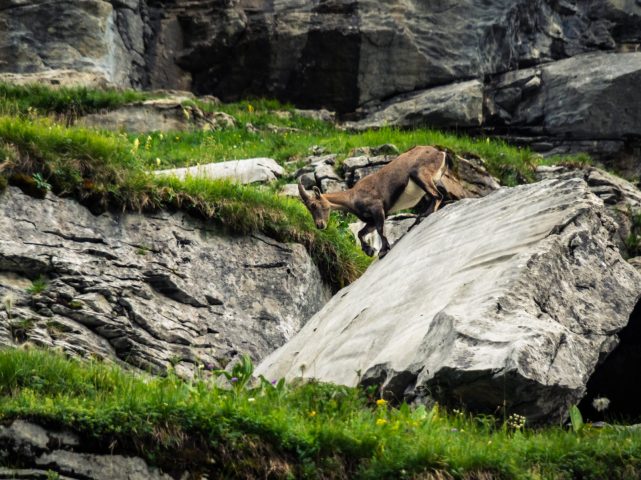 Observation de la faune