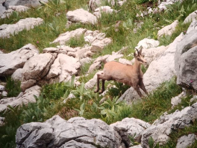 Observation de la faune