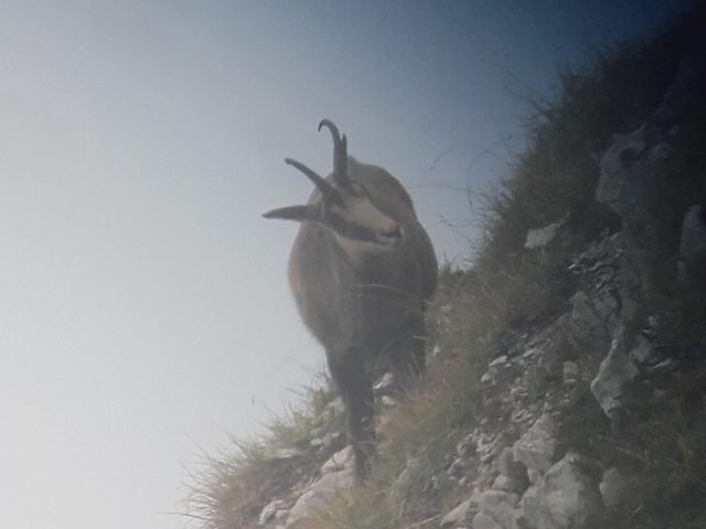 Observation de la faune