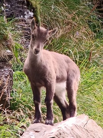 Observation de la faune