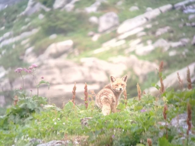 Observation de la faune