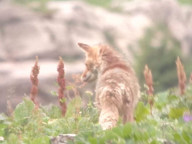 Observation de la faune