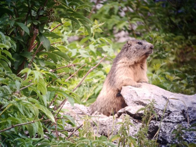 Observation de la faune