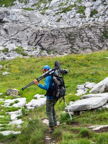 Observation de la faune