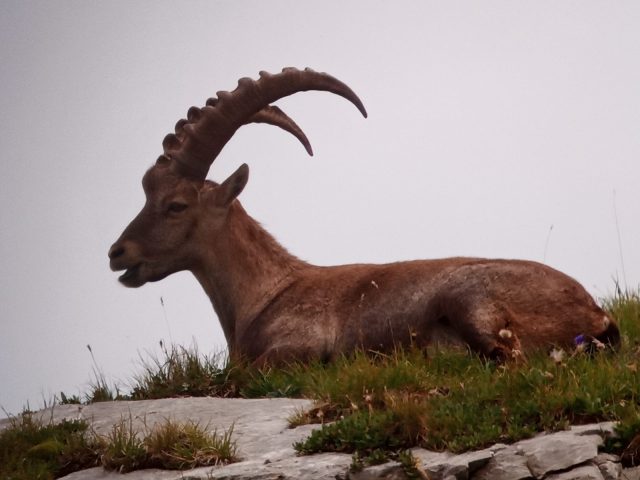 Observation de la faune