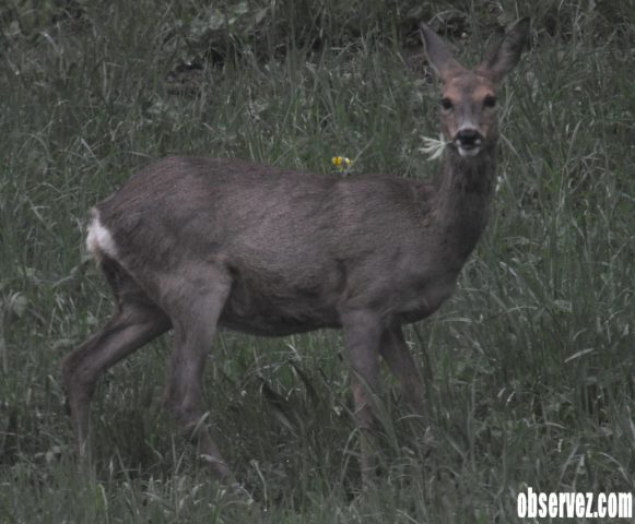 Sunset et chamois