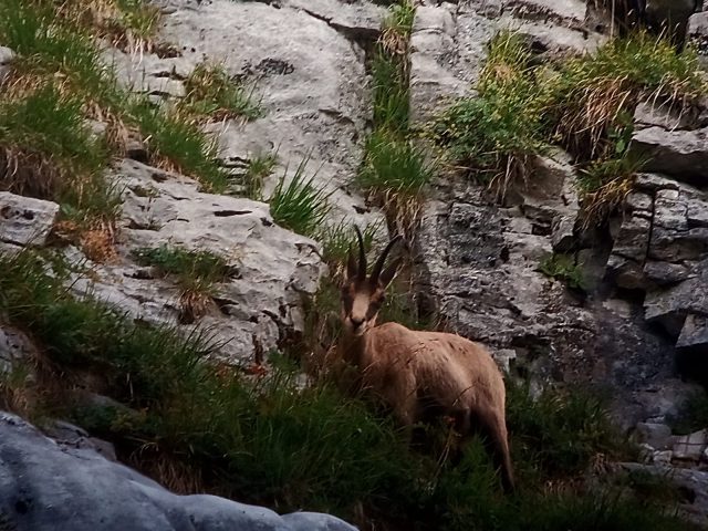 Sunset et chamois