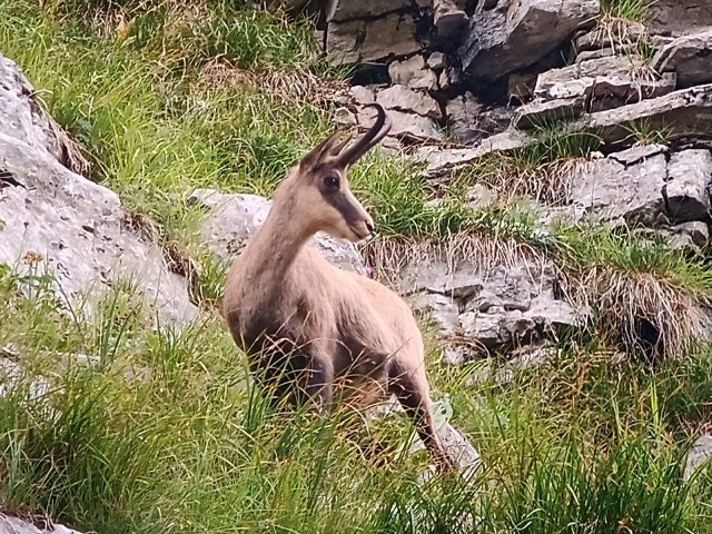 Sunset et chamois