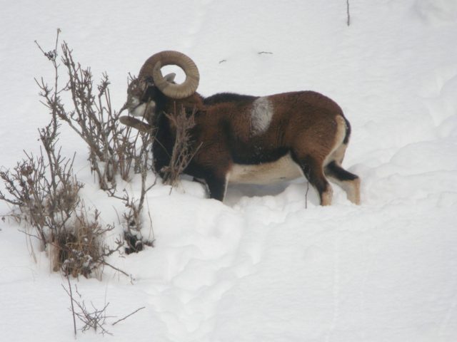 Raquette et pique-nique avec les chamois