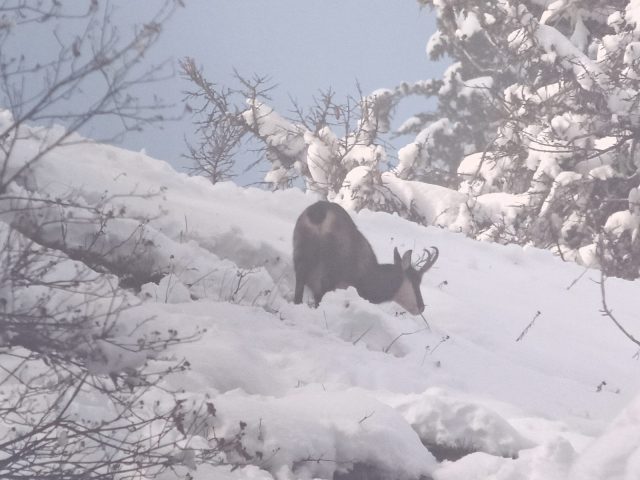 Journée pique-nique avec les chamois