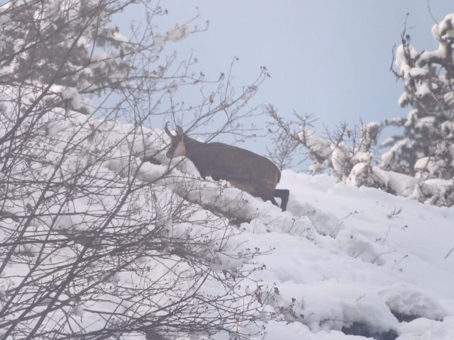 Journée pique-nique avec les chamois