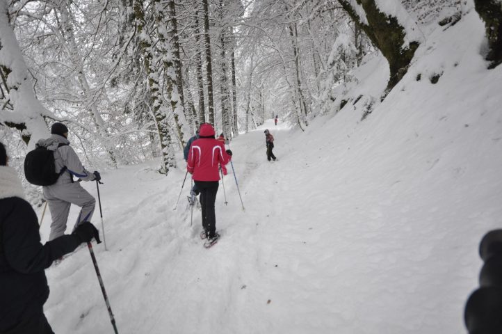 Le milieu forestier