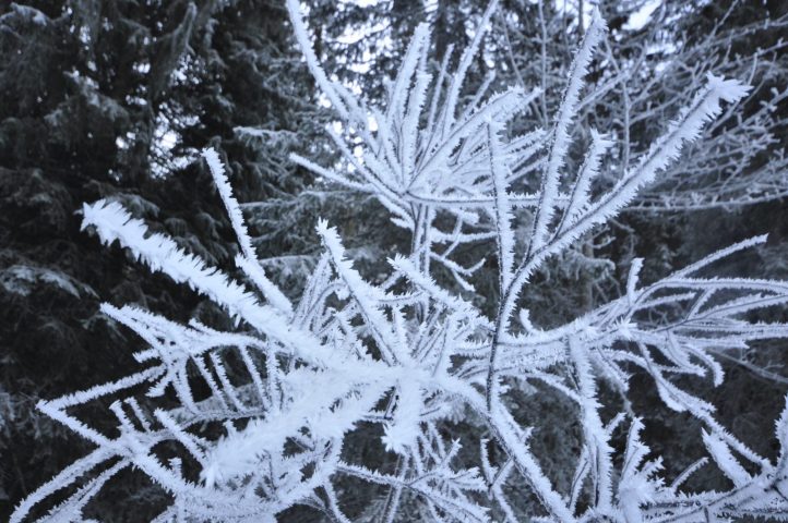 Le milieu forestier