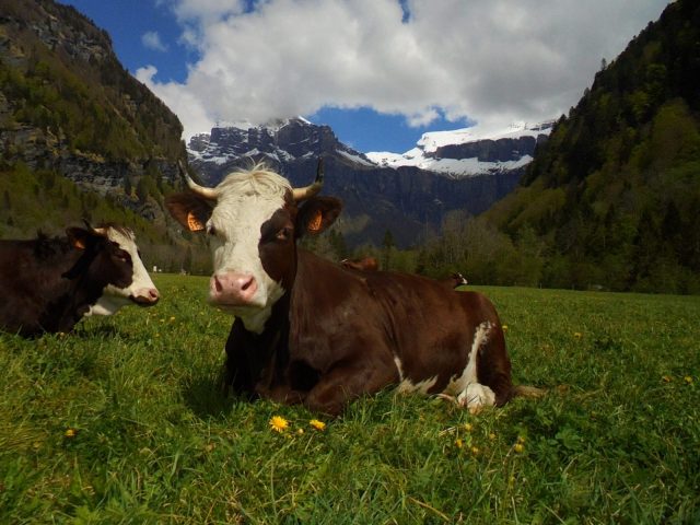 La ferme des tines