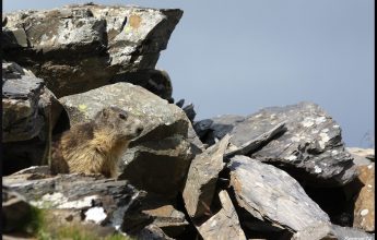 Randonnée « Balade aux marmottes »