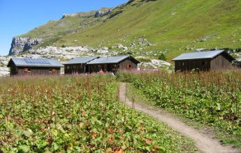 Randonnée pédestre : Vers le refuge de Sales