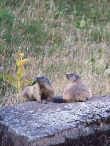 Photo marmottes