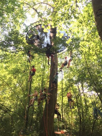 Grimpe d’arbre Entre 2 Cîmes