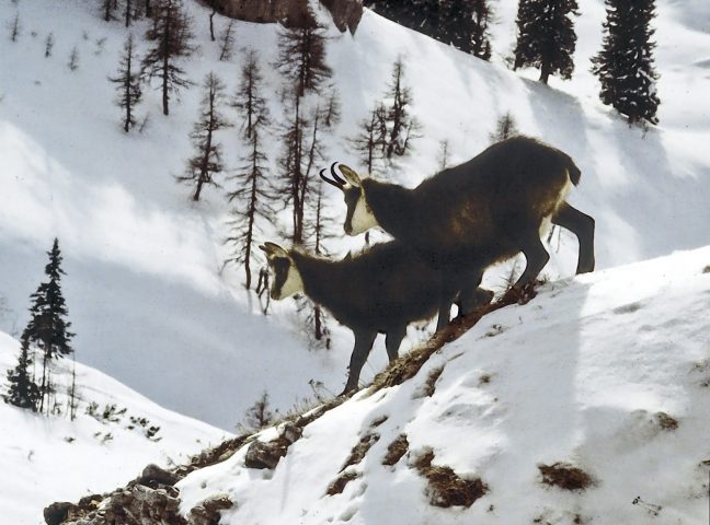 Chamois