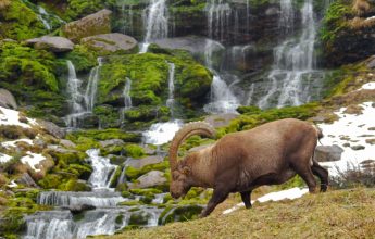 Rencontre dans les Alpages d’Anterne avec les écovolontaires