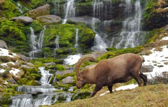 Rencontre dans les Alpages d&rsquo;Anterne avec les écovolontaires