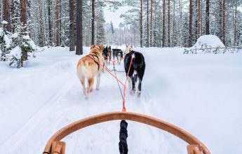 Baptême enfant chien de traineau
