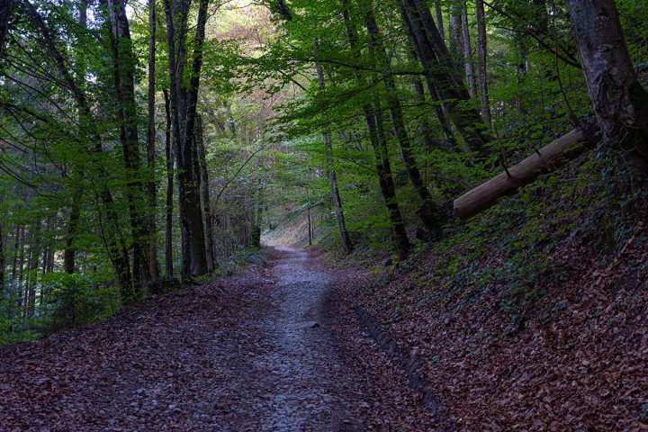 Foret de Châtillon sur Cluses