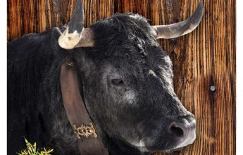 Visite à la ferme, Vaches Hérens – Croës Canailles