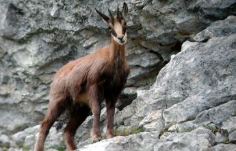 Randonnée « Affut chamois »