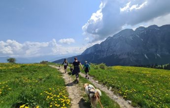 Balades avec les chiens de traineau