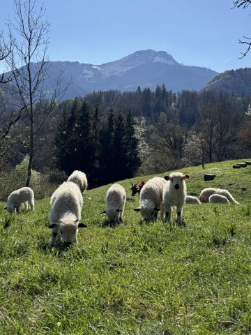 Poudre d’escampette_Mieussy