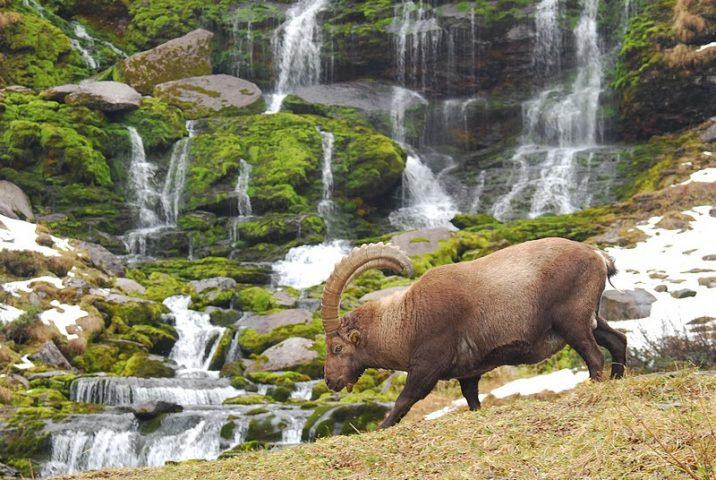 Suivi et pistage des grands mammifères_Sixt-Fer-à-Cheval