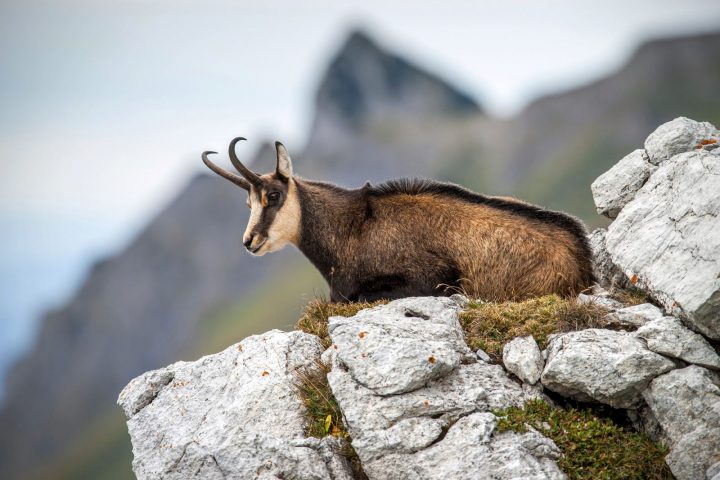 Sortie nature : observation chamois, tourbière et goûter en alpage_Mieussy