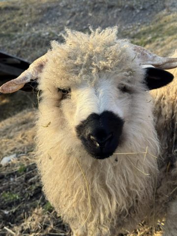 Immersion nature au cœur du troupeau_Mieussy