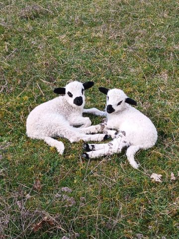 Immersion nature au cœur du troupeau_Mieussy